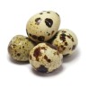 Quail Eggs